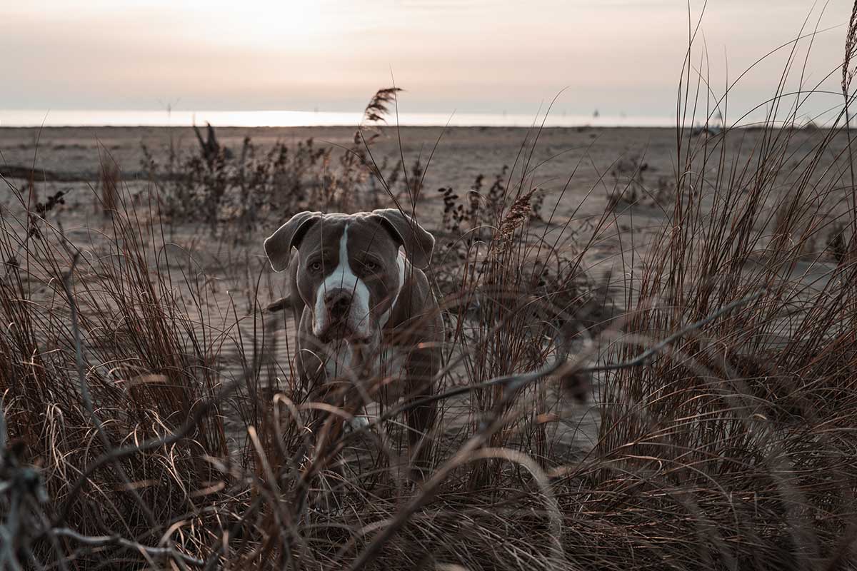 Amon und mit ihm ein Teil meines Herzens